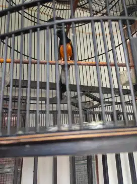 Burung murai batu