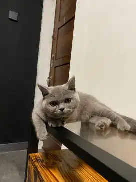 Jual kucing BSH
