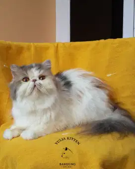 Adult Persia Longhair Betina Steril