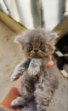 Kitten Persian Peaknose Longhair