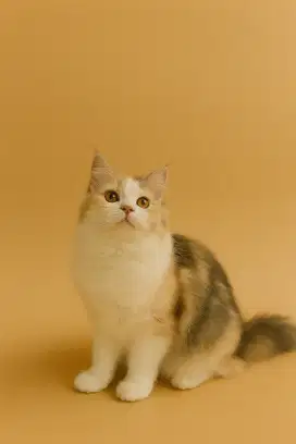 Kitten Persia betina Flatnose