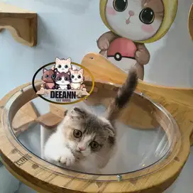 Kucing Munchkin Gaelic Fold Dilute Calico