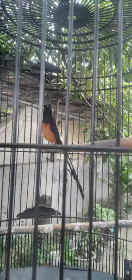 murai medan super