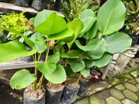 Bibit gladi pisang
