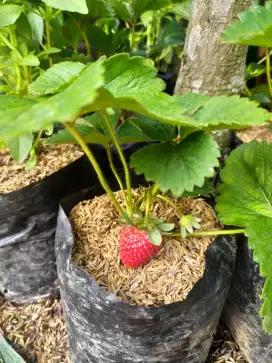 Bibit strawberry