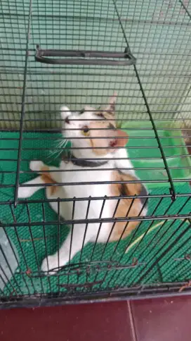 Lepas adopsi siapa yang mau
