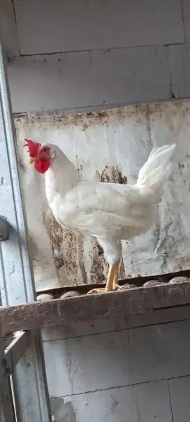 Ayam jantan white leghorn