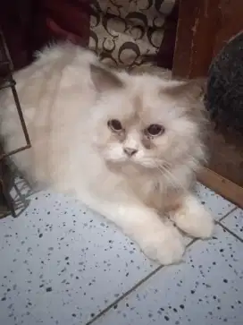 Lepas adopsi kucing Persia medium indukan jantan dan betina
