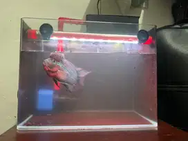 Ikan Louhan + Aquarium fullset