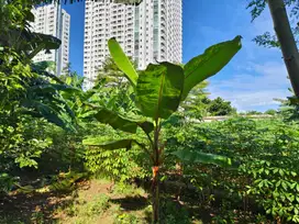 Dijual kavling komersil Pillar Mas Utama Kompleks Delta Kedoya  Jakbar
