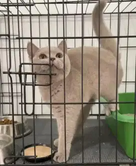 Kucing bsh british shorthair betina british short hair