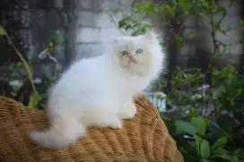 Kitten Himalaya Jantan