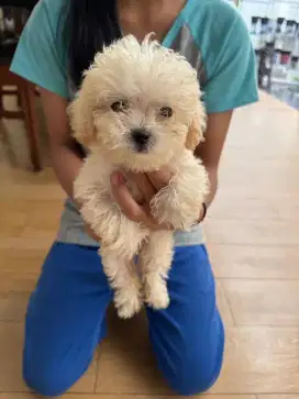Toy poodle jantan betina