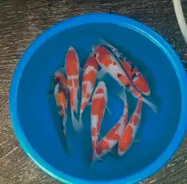 Ikan koi size 25cm sampai 28cm