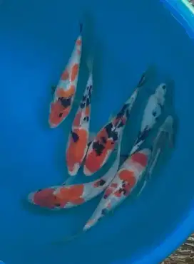 Ikan koi size 15cm sampai 20cm
