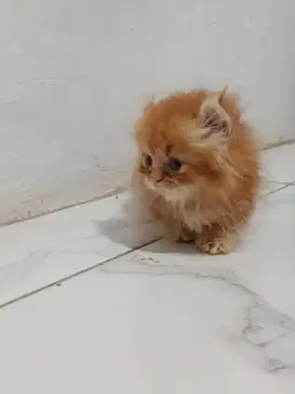 Munchkin kinkalaw jantan