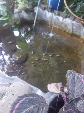 Bibit ikan koi sanke showa