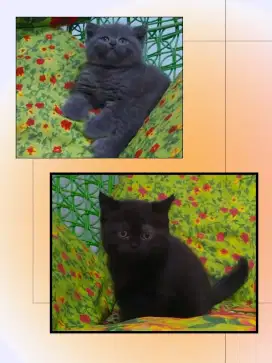Borongan 2 BSH ( Blue Solid Female dan Black Solid )
