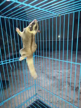 sugar glider betina mozaik minus ekor