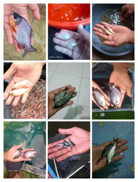 Bibit ikan lele, gurame,nila, patin,bawal,mujaer,gabus, sepat siam dll