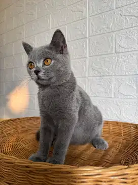Kucing BSH Jantan 6 Bulan