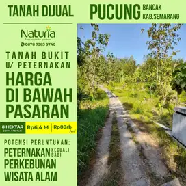 tanah murah bukit perbukitan salatiga semarang peternakan view indah