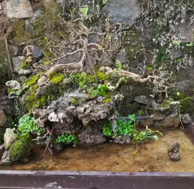 Bonsai penjing beringin silver & dolar