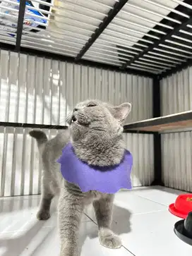 BSH Blue Betina