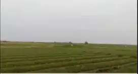 Dijual sawah produktif