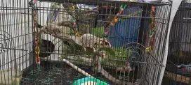 Sugar glider clasic grey