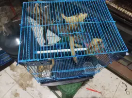 Sugar Glider indukan Betina Creamino, platinum, grey Het leu