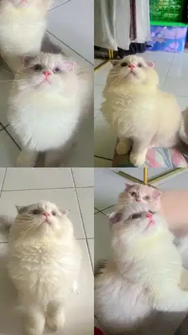 Kitten Scottishfold Longhair Betina