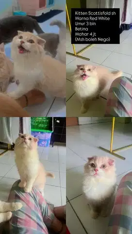 Kitten Scottishfold Longhair