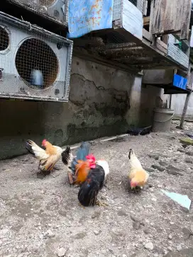 Anak ayam Serama selam