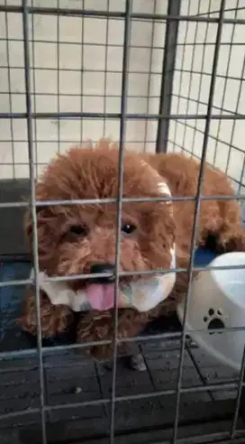 Anjing Poodle Toy