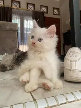 Kucing Persia x Himalaya