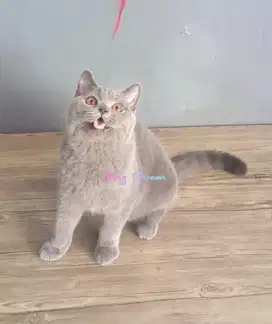 Kucing BSH British Shorthair Blue Solid Jantan 5 bulan Parent Ped