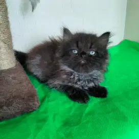 Kucing Persia Jantan