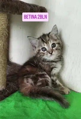 Kucing Betina Cantik