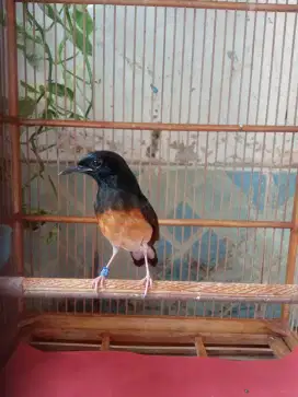 Burung Murai batu