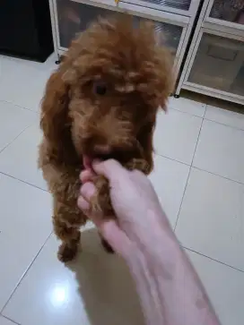Mini poodle betina stb vaksin