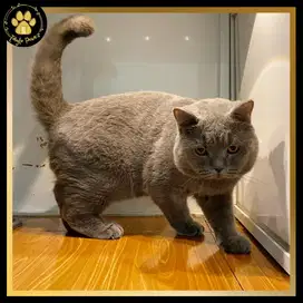 JASA PACAK KUCING BRITISH SHORTHAIR BSH LINE PED BLUE SOLID BERGARANSI