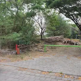 Wisata Semanggi Mangrove Wonorejo Rungkut