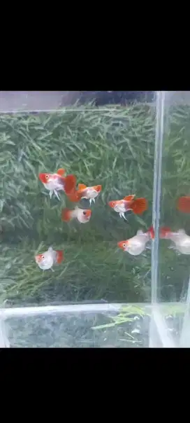 Guppy koi ballon sb