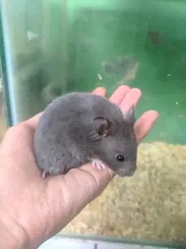 Hamster Syrian Varian