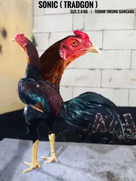 Ayam bangkok , birma , pama , mangon birkok , pakoy , koytrad