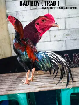 Ayam bangkok , birma , pama , mangon , birkok , pakoy , koytrad