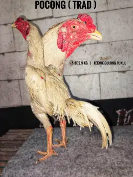 Ayam bangkok , birma , pama , mangon , birkok , pakoy , koytrad