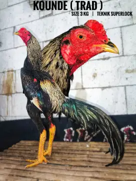Ayam bangkok , birma , pama , mangon , birkok , pakoy , koytrad