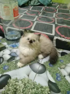 Himalaya jangan usia 2,5 bulan